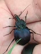 صورة Scaphinotus (Scaphinotus) unicolor (Fabricius 1787)