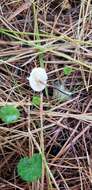 Imagem de Marasmius delectans Morgan 1905