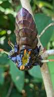 Imagem de Strobilanthes luridus Wight