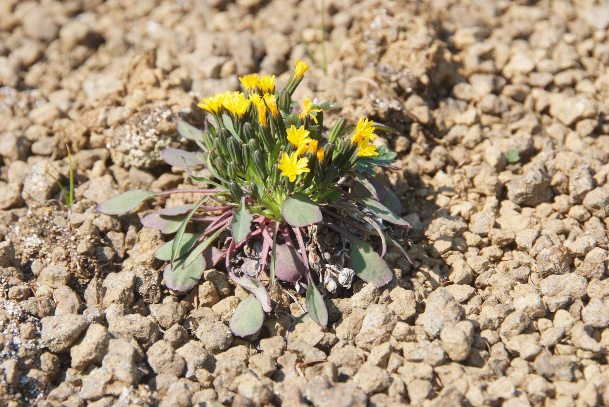 Sivun Askellia pygmaea (Ledeb.) Sennikov kuva