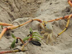 Image of Atlantic Ghost Crab