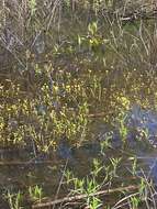 Image of yellow water buttercup