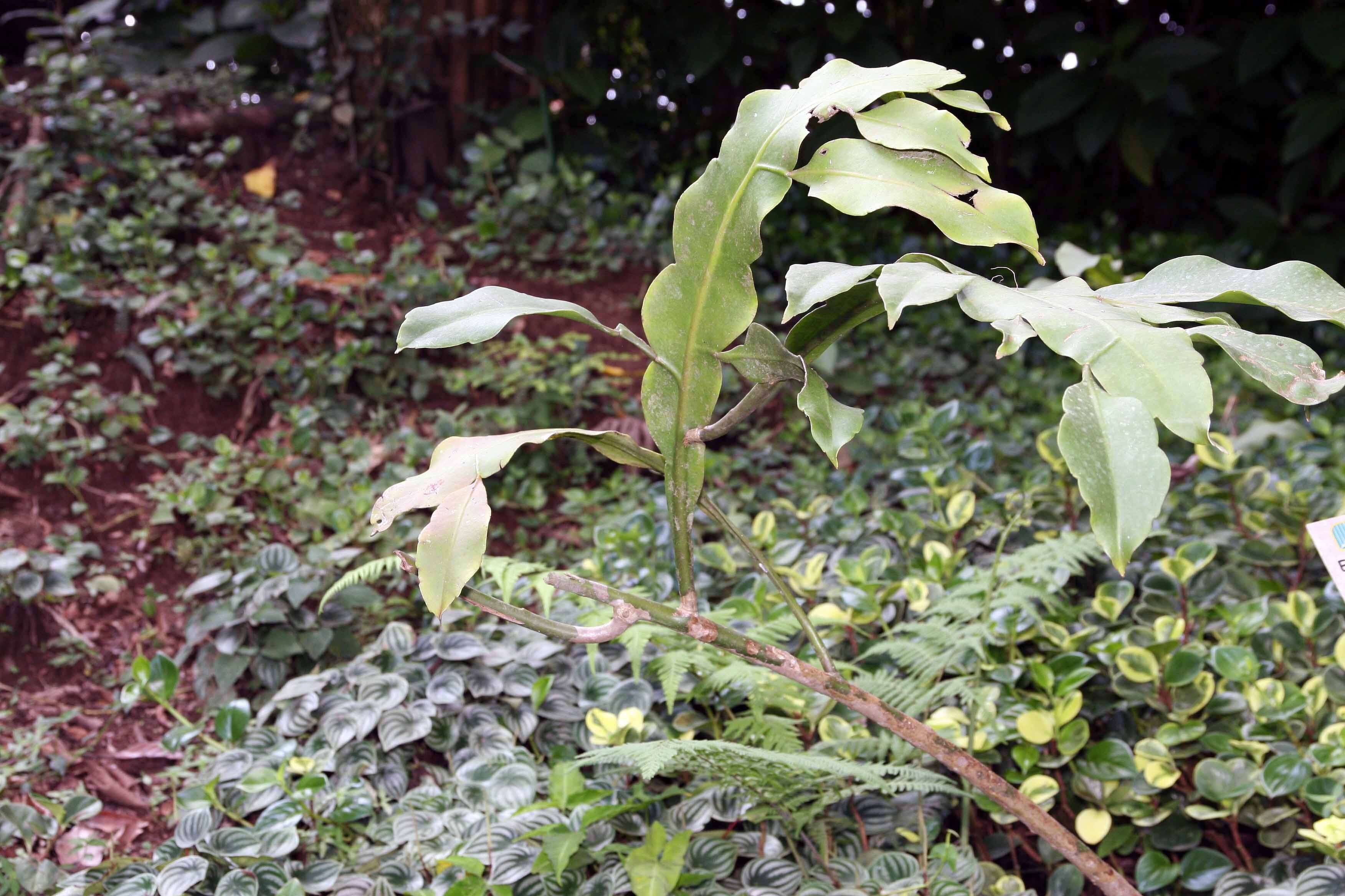 Image of Dutchman's Pipe Cactus