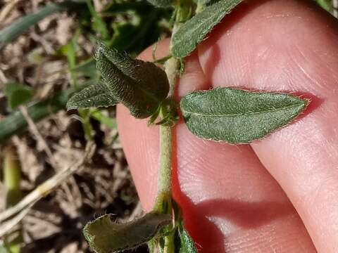 Helianthemum virgatum subsp. africanum (Murb.) Dobignard resmi