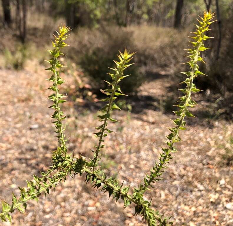 Image de <i>Daviesia villifera</i>