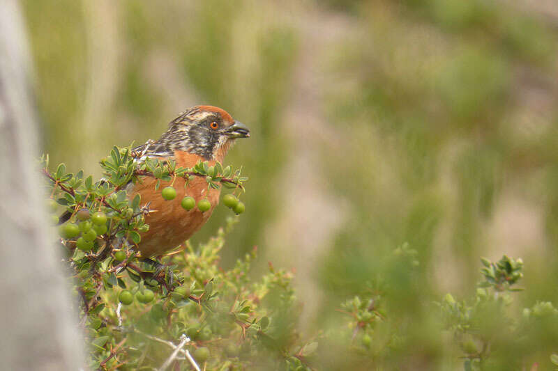 Image of Rufous-tailed Plantcutter