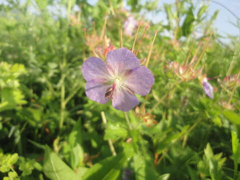 Imagem de Geranium platyanthum Duthie