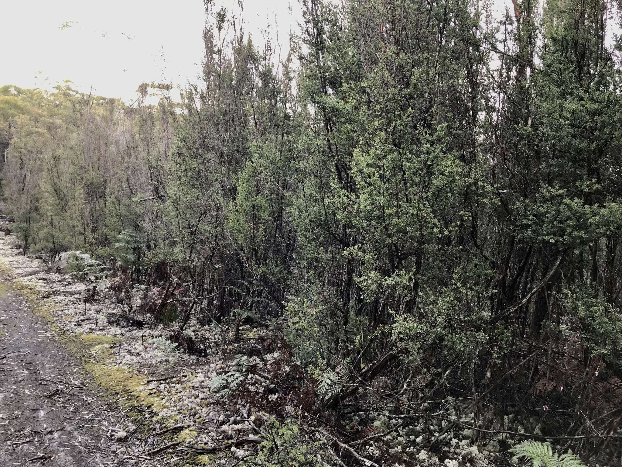 Sivun Leptospermum glaucescens S. Schauer kuva