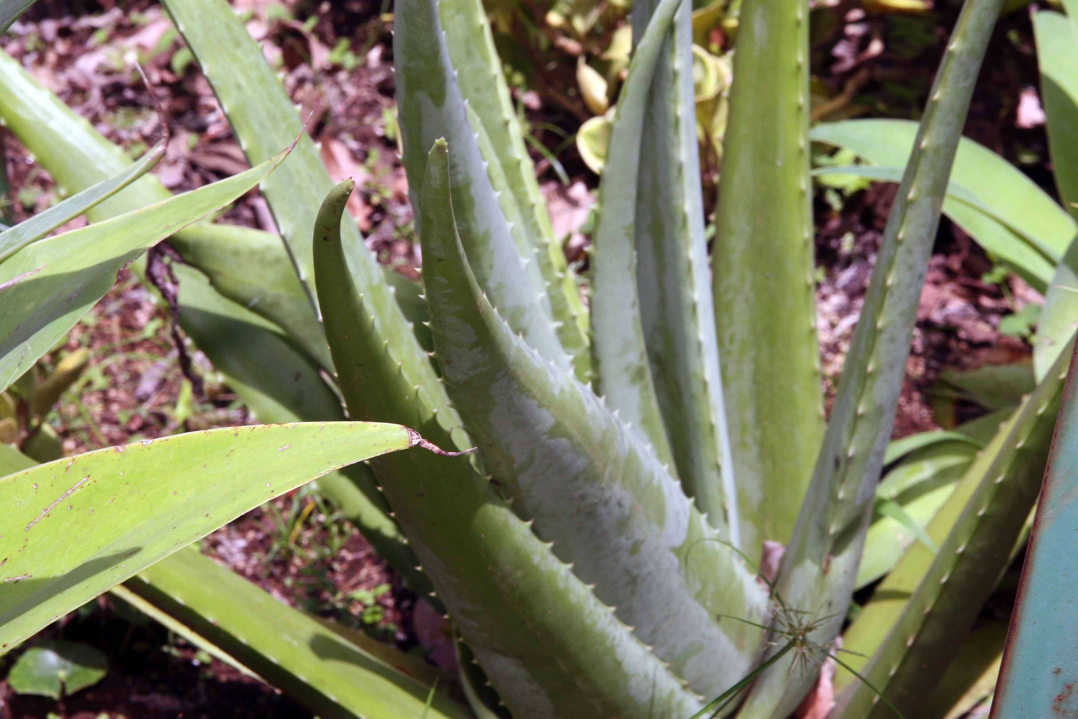 Image of Aloe vera