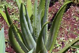 Image of Aloe vera