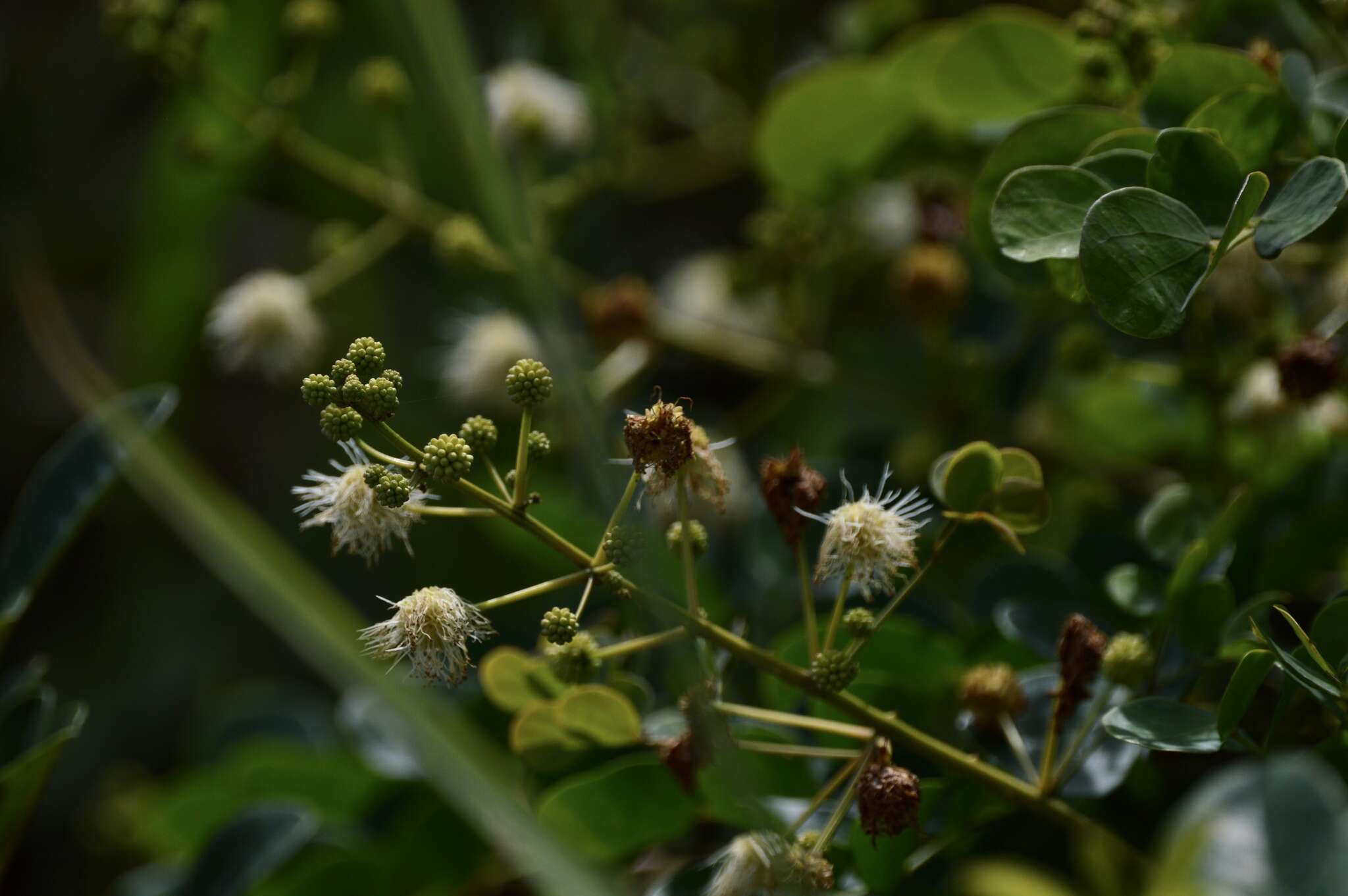 Imagem de Mimosa ceratonia L.