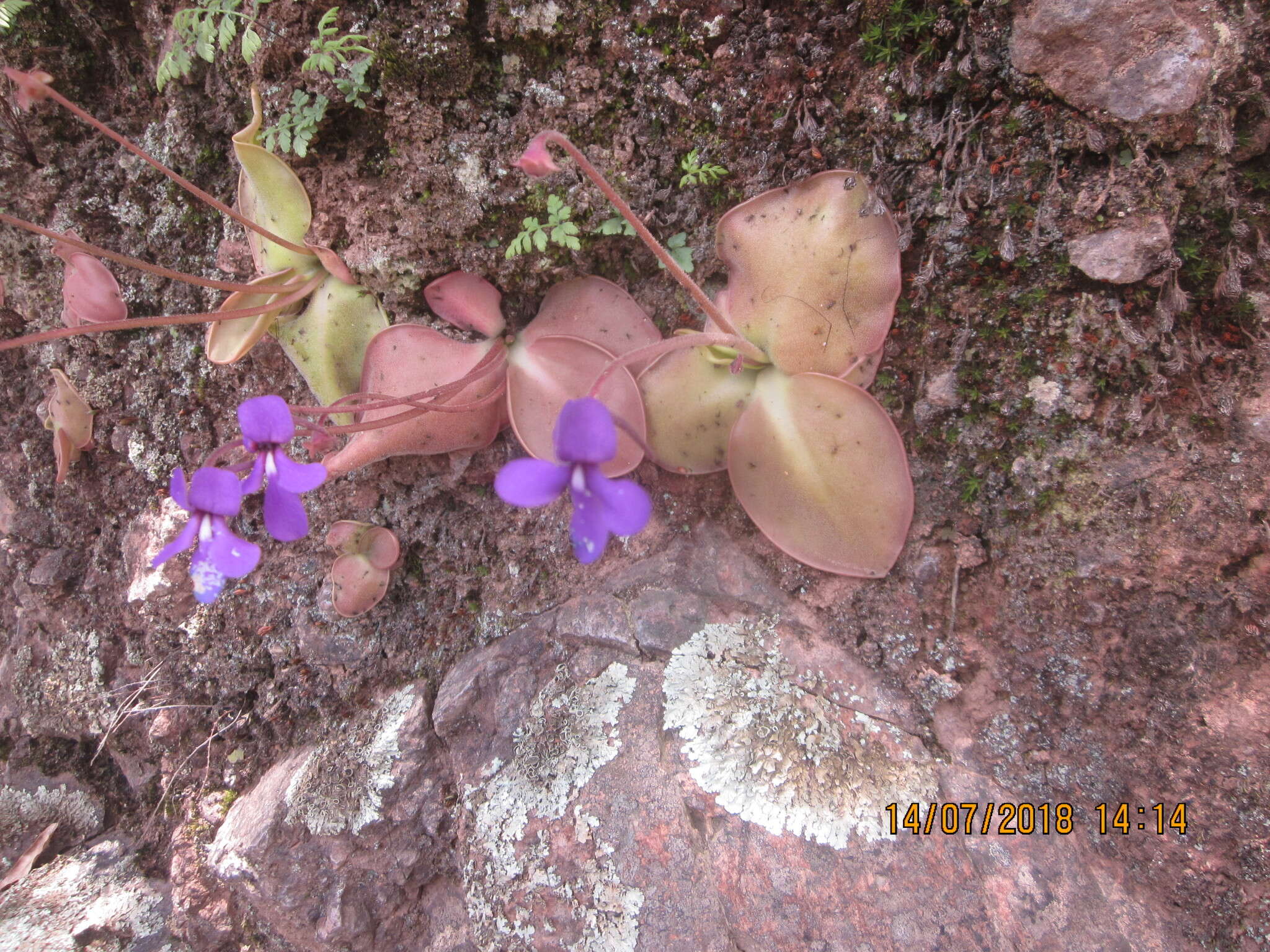 Image of Pinguicula macrophylla Kunth