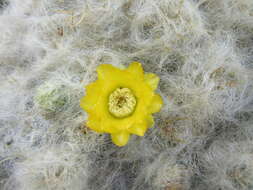 Plancia ëd Austrocylindropuntia floccosa (Salm-Dyck) F. Ritter