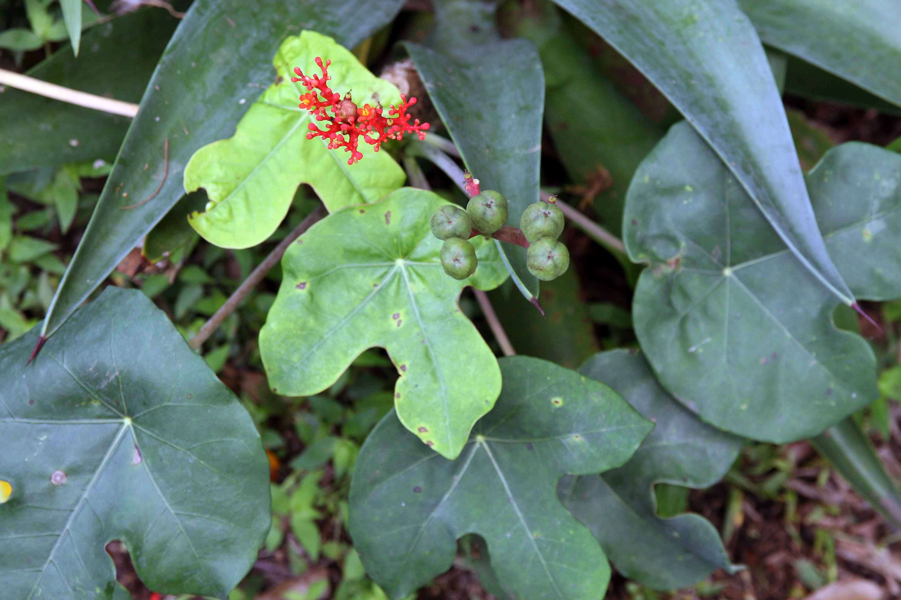 Image of goutystalk nettlespurge