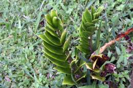 Image de Zamioculcas zamiifolia (G. Lodd.) Engl.