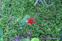 Imagem de Jatropha podagrica Hook.