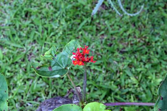 Imagem de Jatropha podagrica Hook.