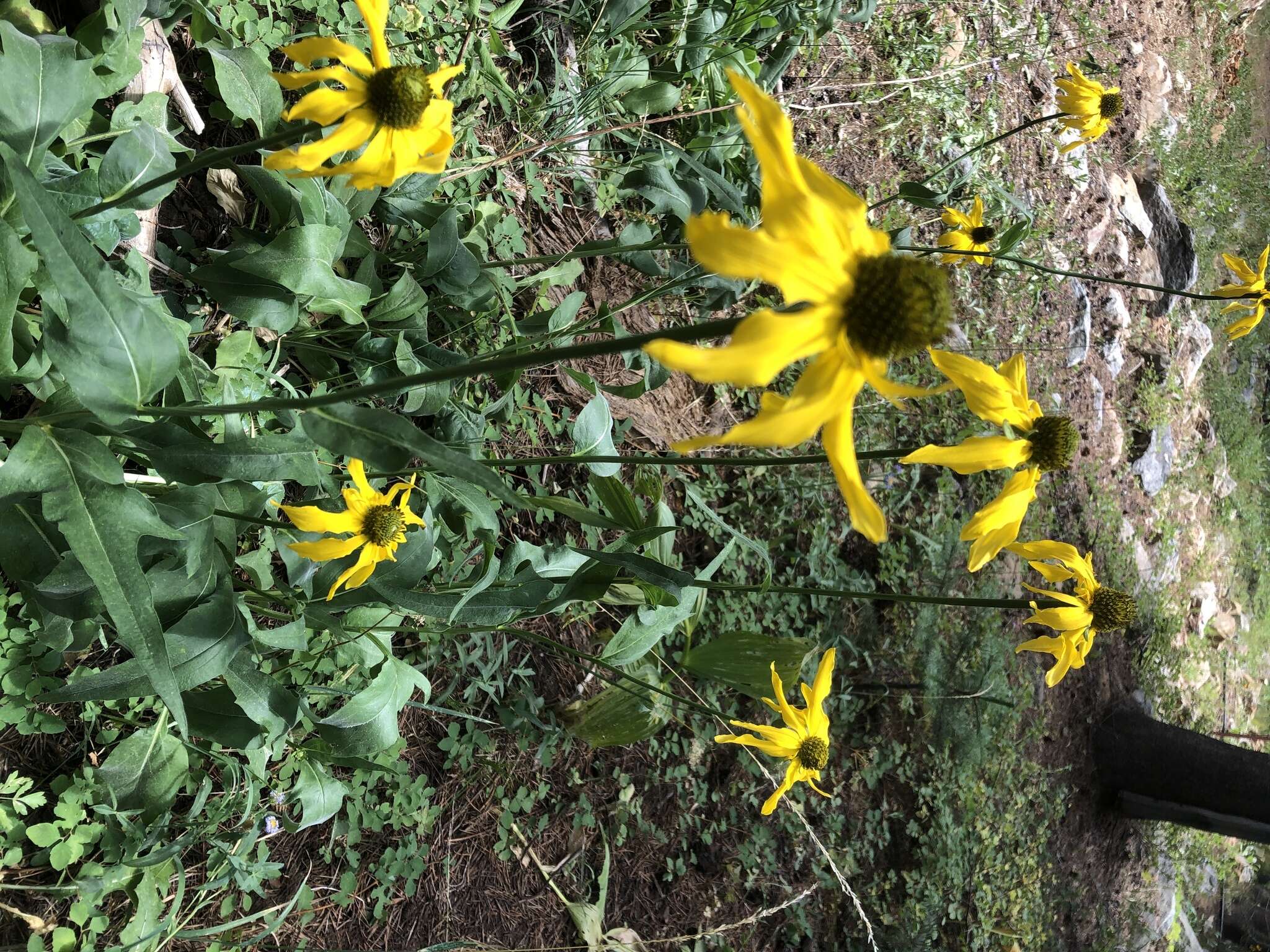 Rudbeckia californica A. Gray的圖片