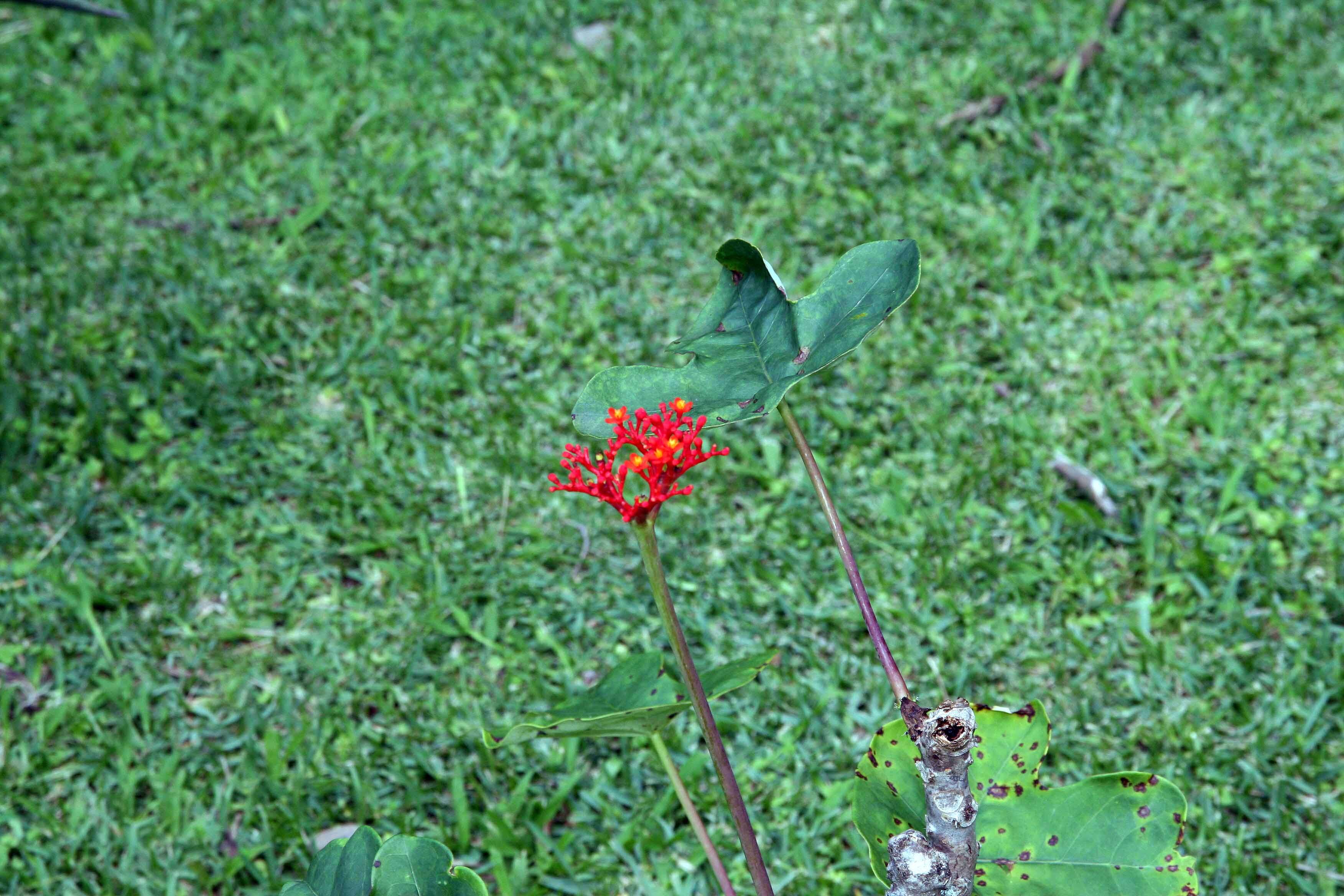 Imagem de Jatropha podagrica Hook.