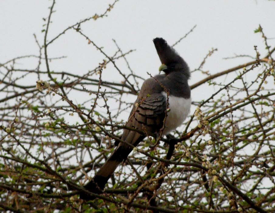 Image of White-bellied Go-away-bird