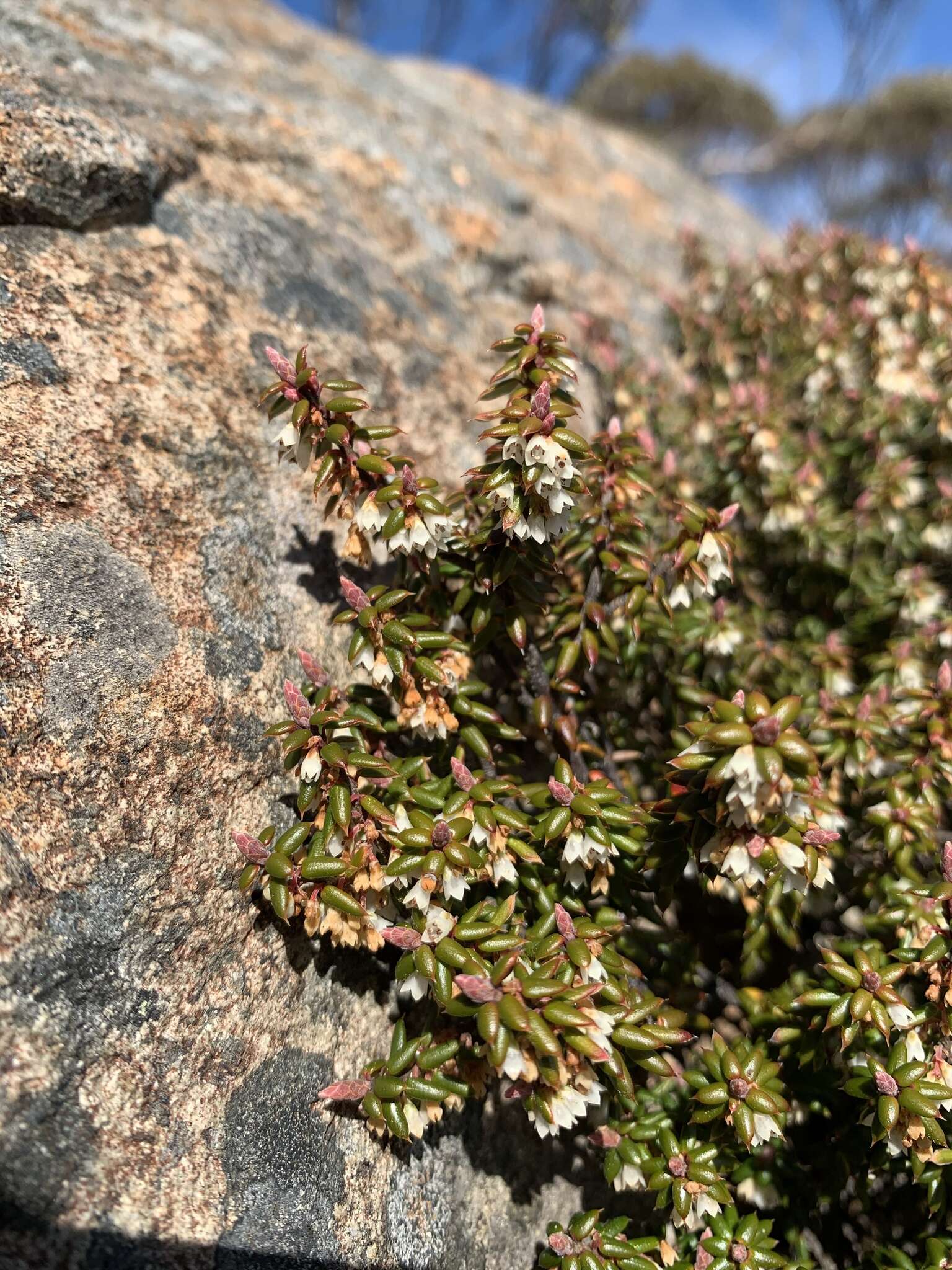 Sivun Monotoca empetrifolia R. Br. kuva