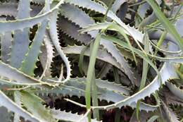 Image of candelabra aloe