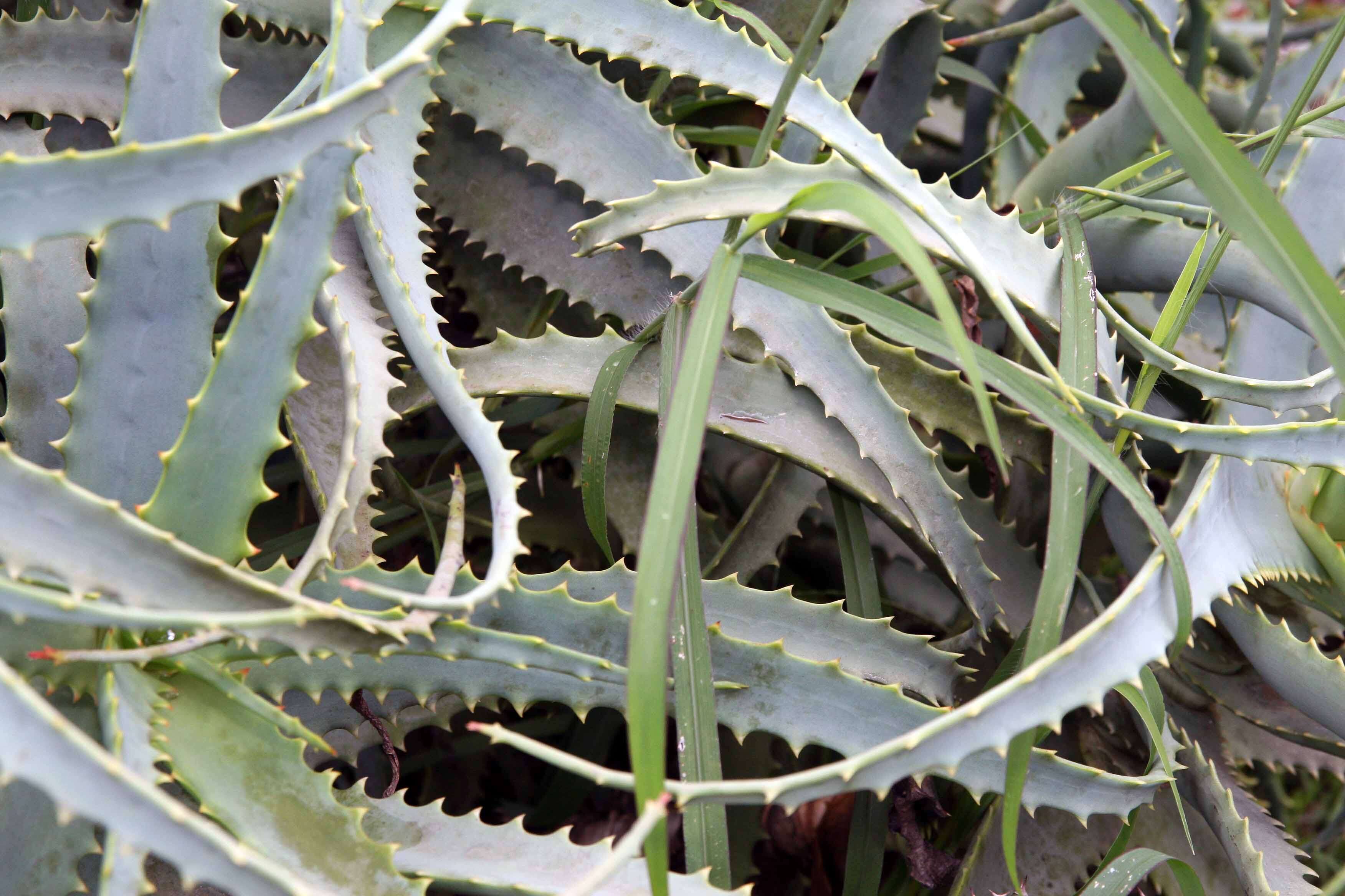 Image of candelabra aloe