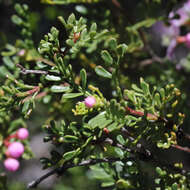 Image of small-leaved boronia