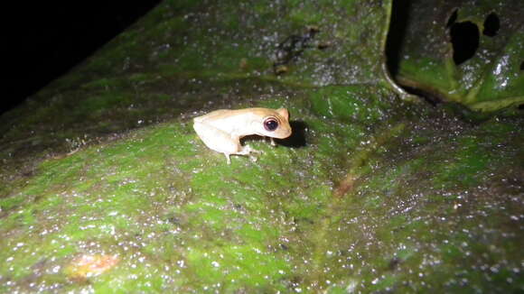 Image of Brazilian Treefrogs