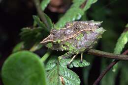 Image of Pacific robber frog