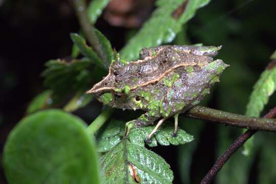 Imagem de Pristimantis appendiculatus (Werner 1894)