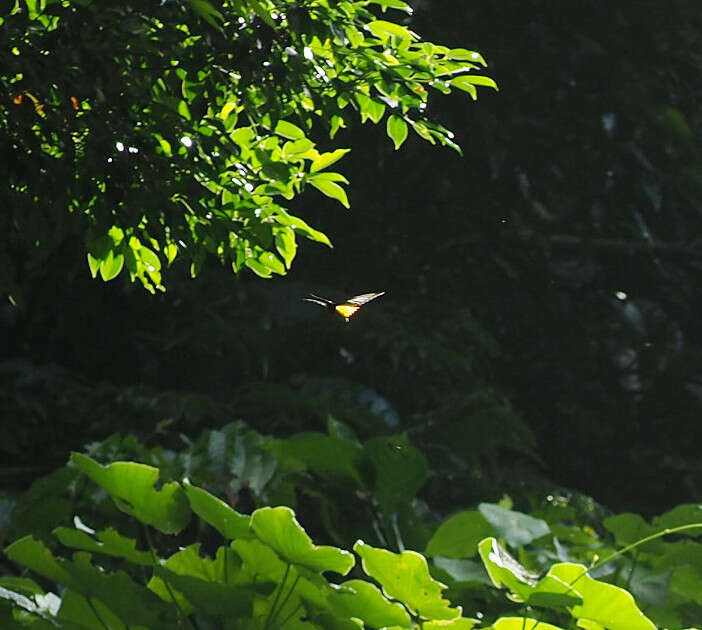 Image of <i>Troides magellanus sonani</i> Matsumura 1932