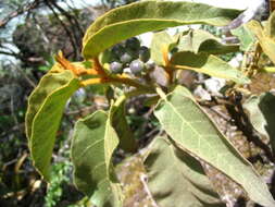Image of Solanum glutinosum Dun.