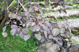 Image of Mexican shrubby spurge