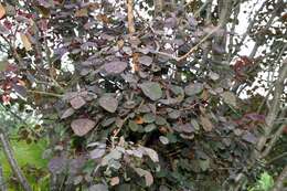 Image of Mexican shrubby spurge