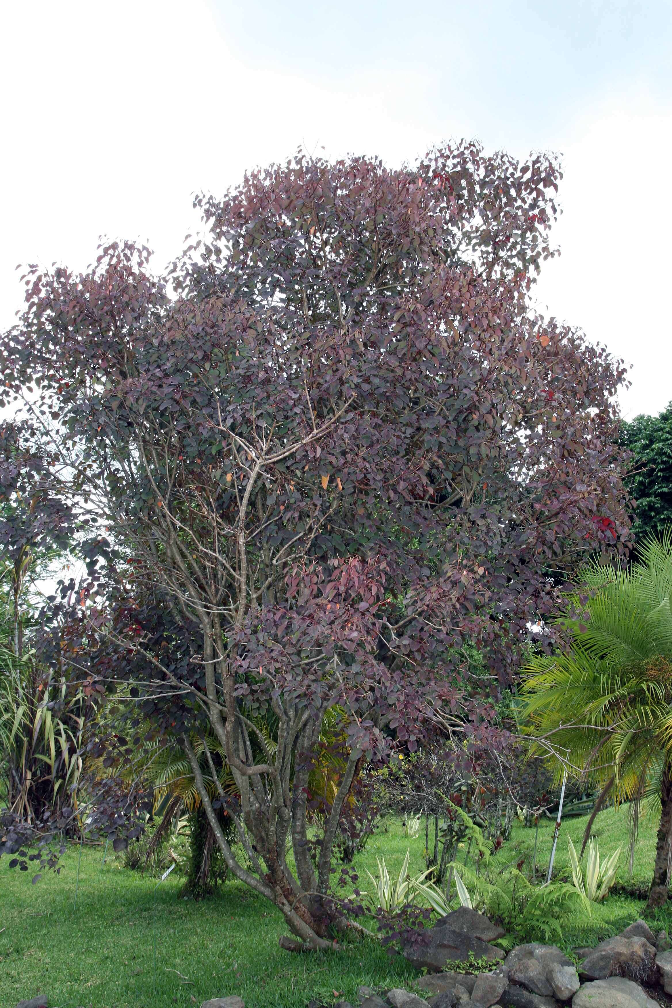 Image of Mexican shrubby spurge