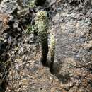 صورة Xylaria penicilliopsis (Henn.) Y. M. Ju 2016