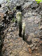 Imagem de Xylaria penicilliopsis (Henn.) Y. M. Ju 2016