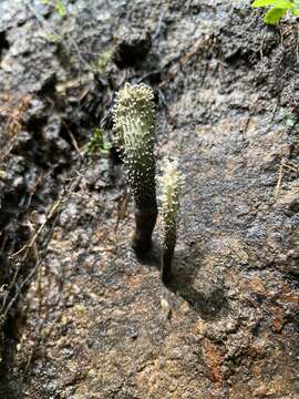 Plancia ëd Xylaria penicilliopsis (Henn.) Y. M. Ju 2016