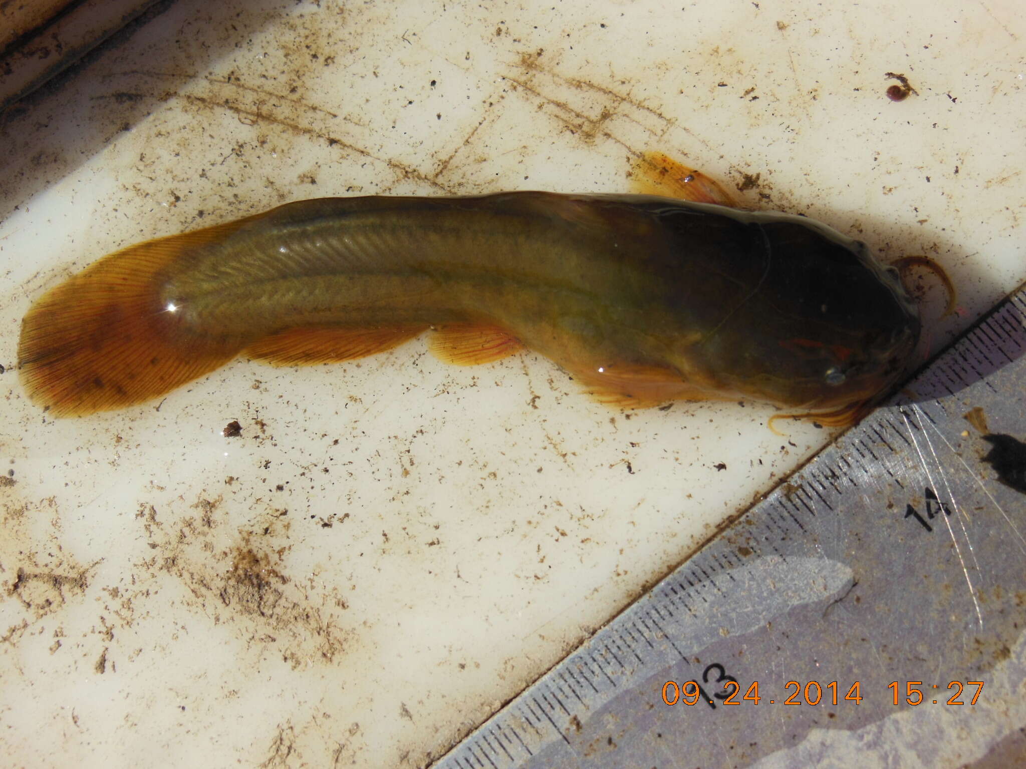 Image of Tadpole Madtom