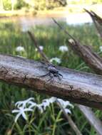 Image of Squareback Marsh Crab