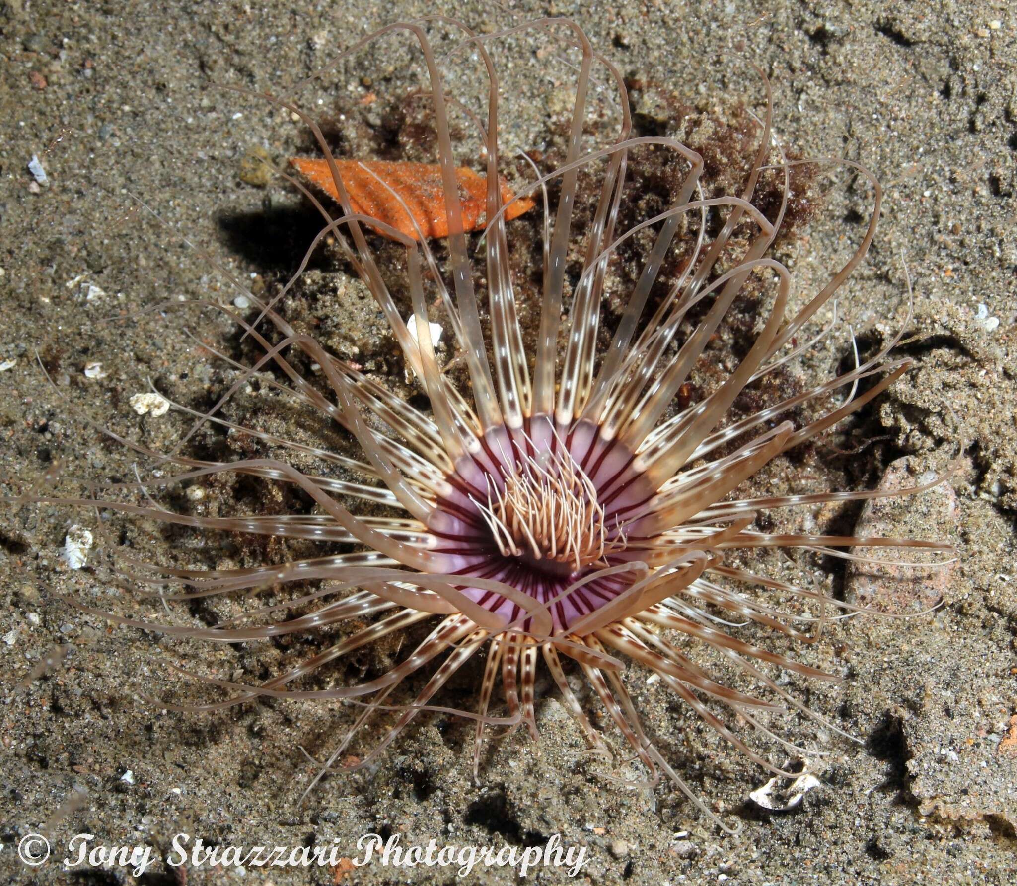 صورة Cerianthus punctatus Uchida 1979