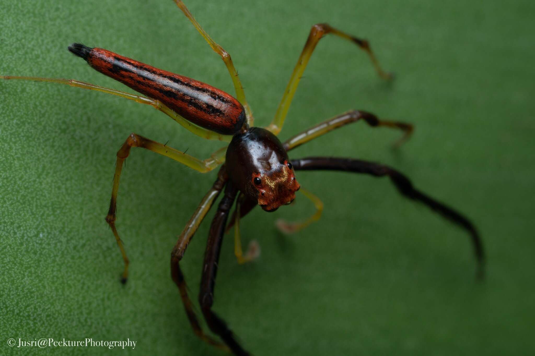 Image of Viciria pavesii Thorell 1877