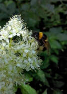 Image of Small garden bumblebee