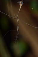 Ghilianella mirabilis McAtee & Malloch 1925 resmi