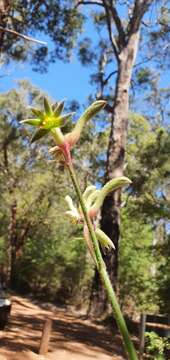 Image of Anigozanthos flavidus Redouté