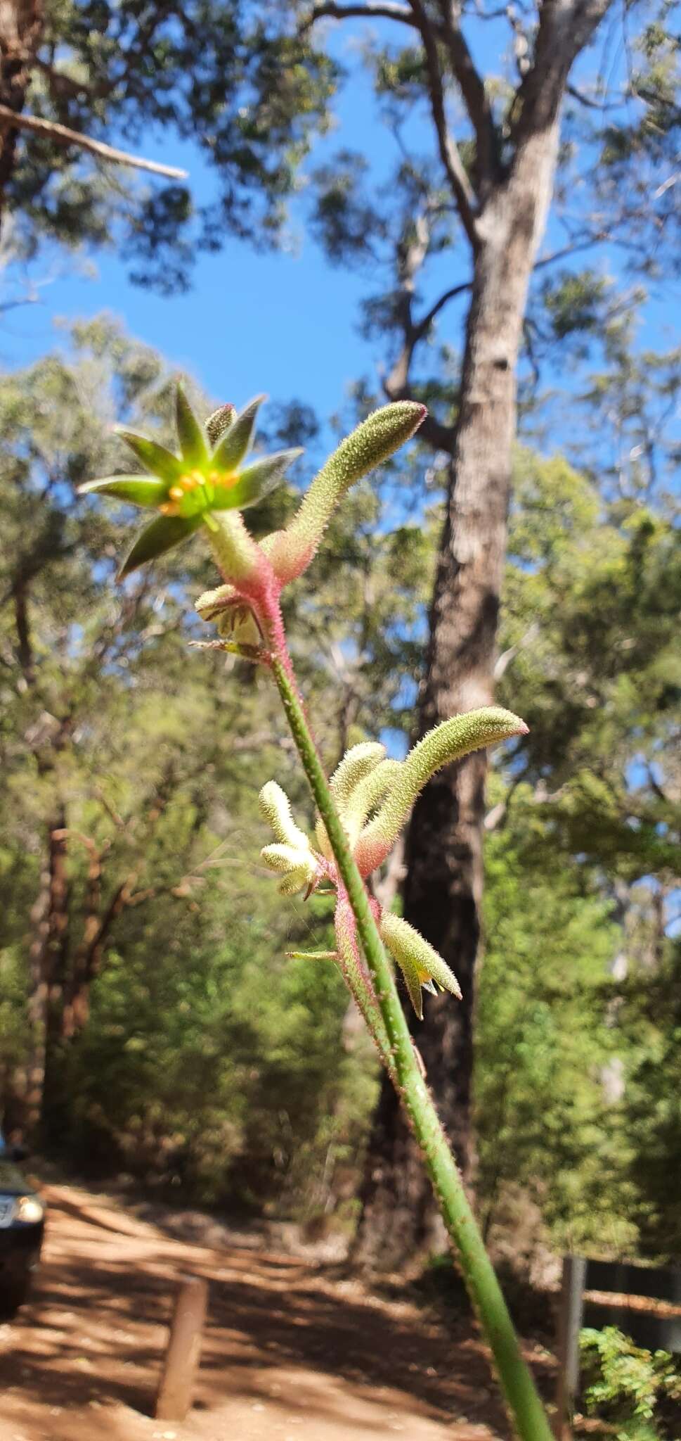 Imagem de Anigozanthos flavidus Redouté