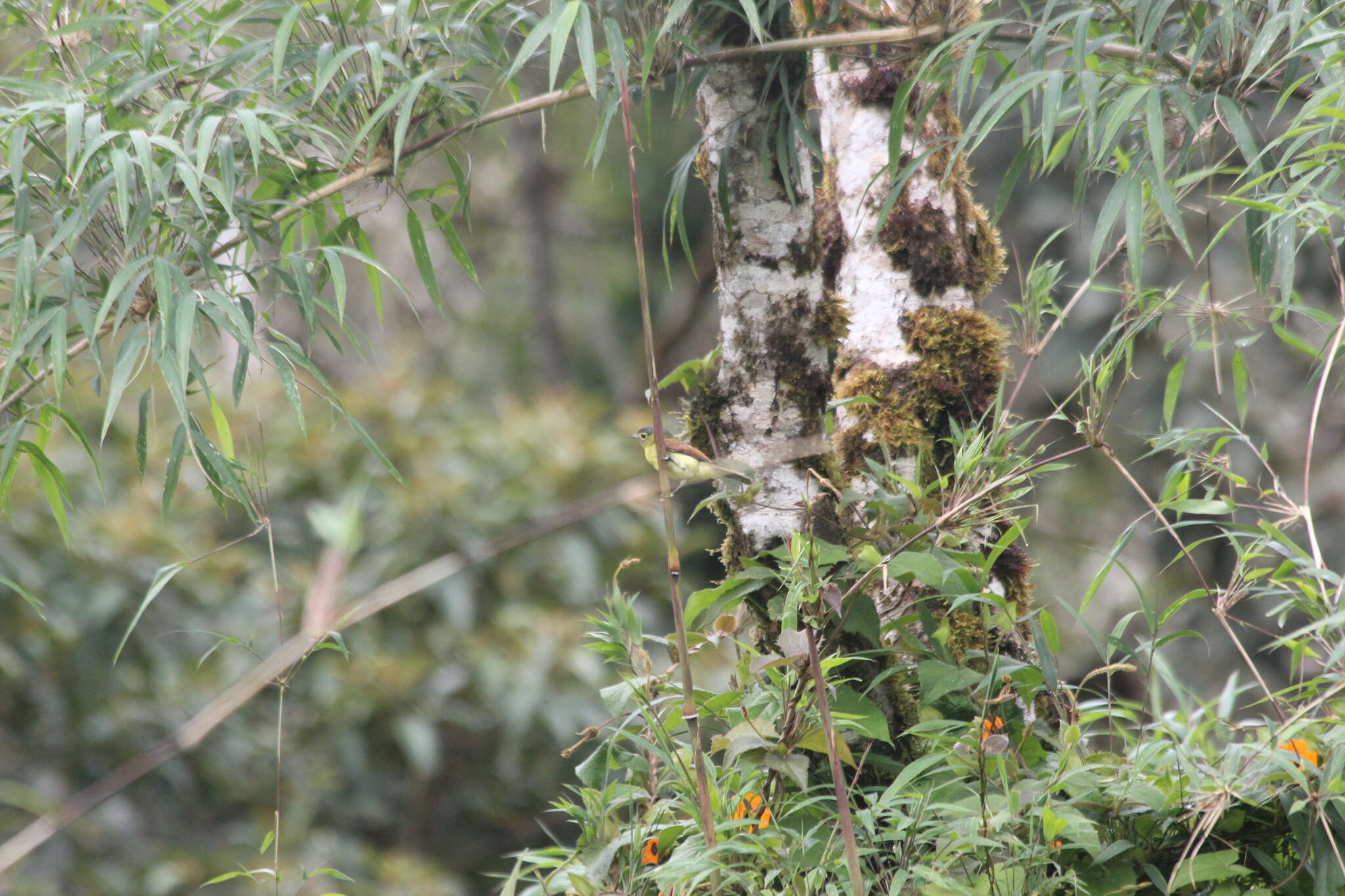 Plancia ëd Pachyramphus versicolor (Hartlaub 1843)