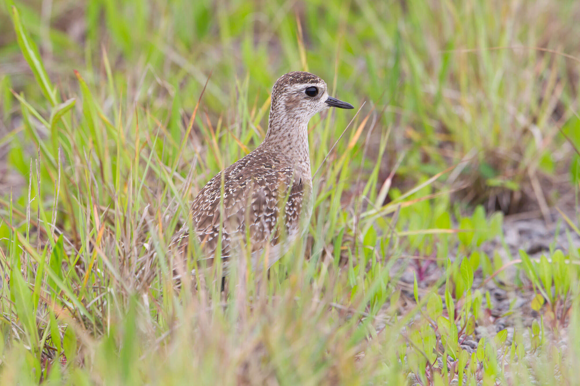 Image of American Golden Plover