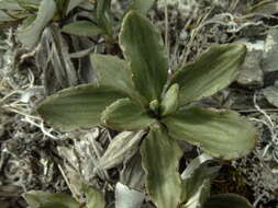 Image of Celmisia bonplandii (J. Buch.) Allan